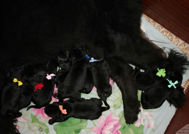 Фотография № 234378