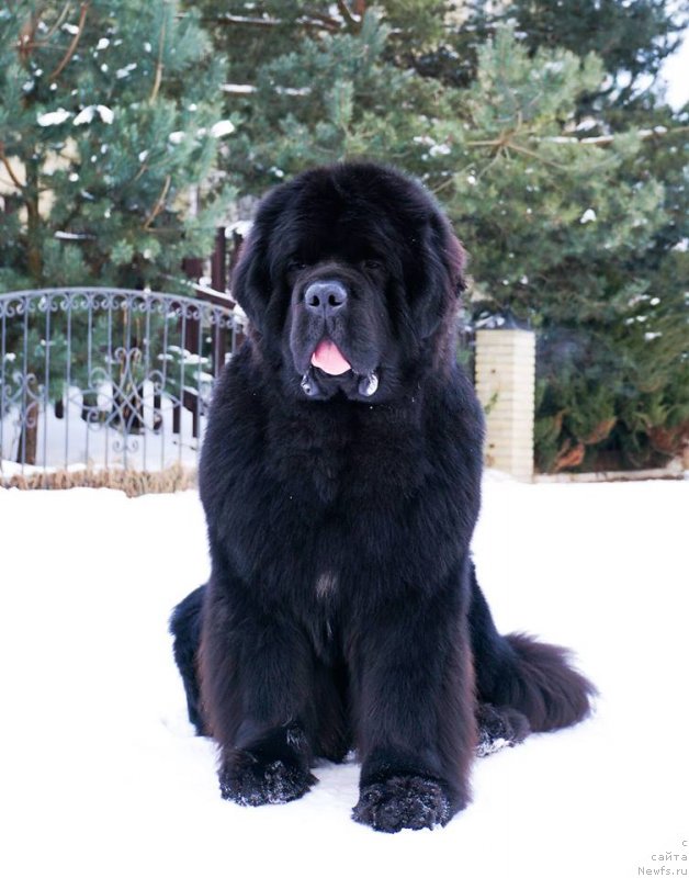 Фото: Виктор Хрищанович, ньюфаундленд И’мнотрэйзинг Дабтс из Волотова (I’mnotraising Doubts iz Volotova)