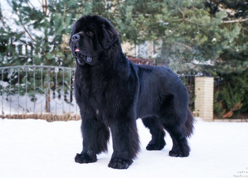 Фото: Виктор Хрищанович, ньюфаундленд И’мнотрэйзинг Дабтс из Волотова (I’mnotraising Doubts iz Volotova)