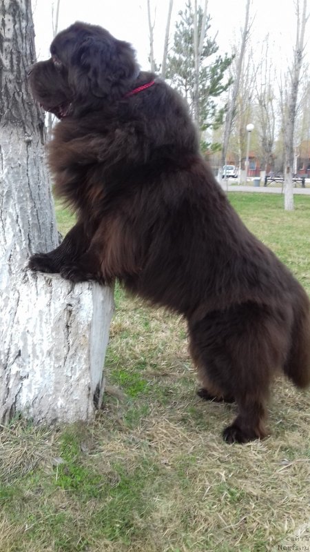 Фото: ньюфаундленд Акватория Келвин Селебрейшн