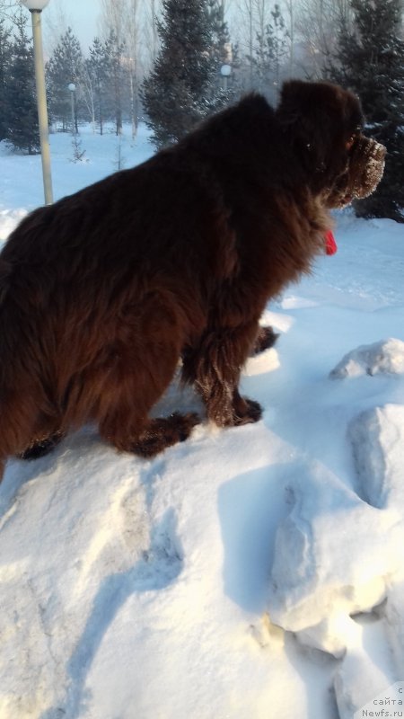 Фото: ньюфаундленд Акватория Келвин Селебрейшн