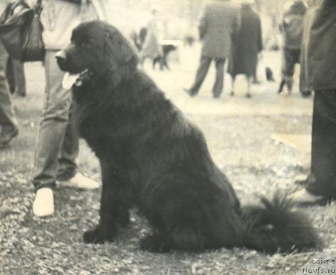 Фото: ньюфаундленд Бэт Брэм