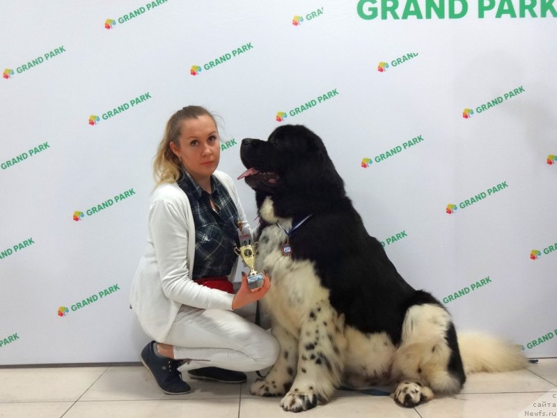 Фото: ньюфаундленд Грейт Милки Вей