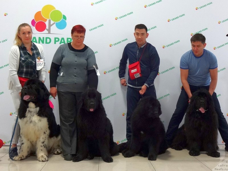 Фото: ньюфаундленд Грейт Милки Вей, ньюфаундленд Ньюфорт Дивная Диана, ньюфаундленд Супер Премиум Хартфорд (Super Premium Hartford), ньюфаундленд Эксклюзив Коннэкшен Глайва