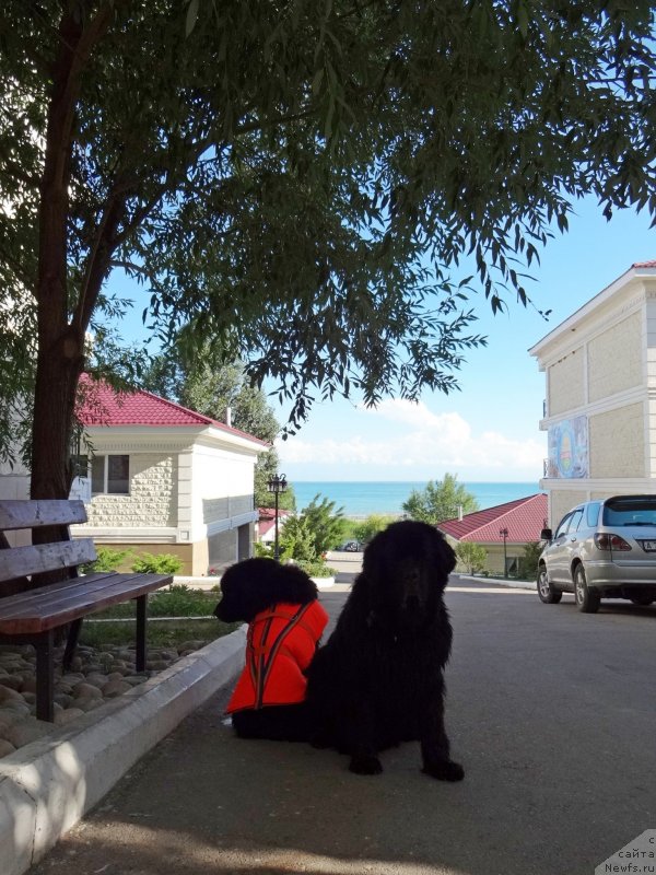 Фото: ньюфаундленд Женевьев Гарни Ледэн, ньюфаундленд Сент Джонс Улла для Кара Аюлар (Sent Djons Ulla for Kara Ayular)