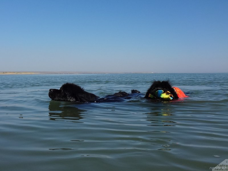 Фото: ньюфаундленд Женевьев Гарни Ледэн, ньюфаундленд Сент Джонс Улла для Кара Аюлар (Sent Djons Ulla for Kara Ayular)