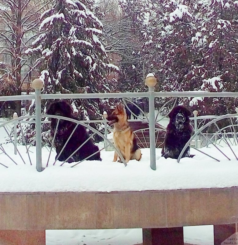 Фото: ньюфаундленд Женевьев Гарни Ледэн, ньюфаундленд Сент Джонс Улла для Кара Аюлар (Sent Djons Ulla for Kara Ayular)