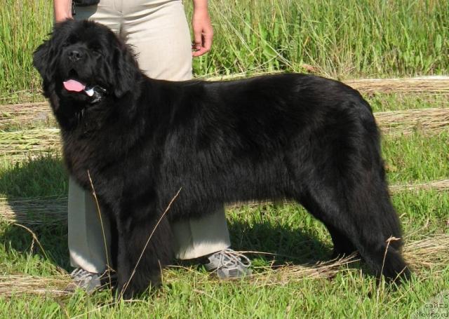 Фото: ньюфаундленд Black Marimon Bambi