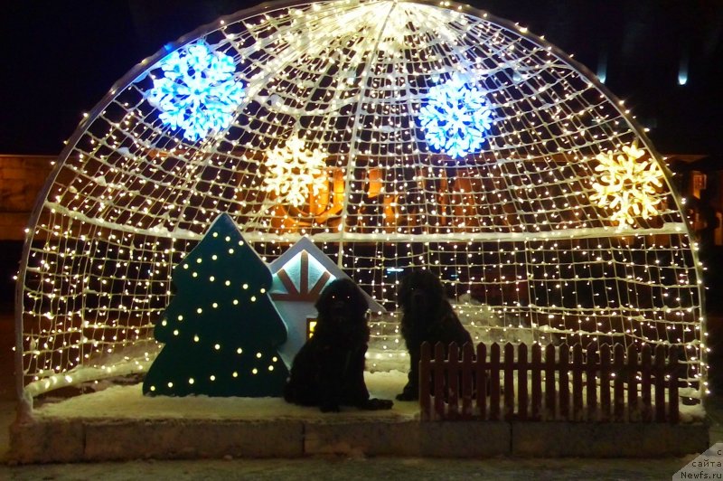 Фото: ньюфаундленд Женевьев Гарни Ледэн, ньюфаундленд Сент Джонс Улла для Кара Аюлар (Sent Djons Ulla for Kara Ayular)
