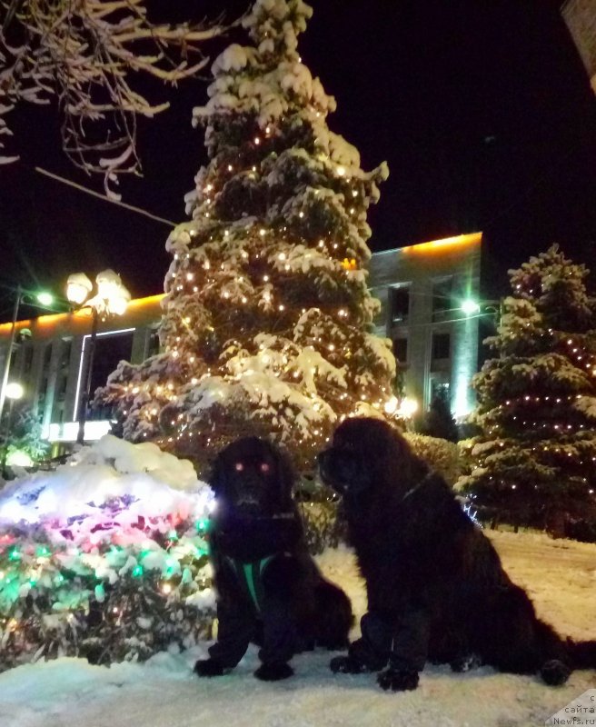 Фото: ньюфаундленд Женевьев Гарни Ледэн, ньюфаундленд Сент Джонс Улла для Кара Аюлар (Sent Djons Ulla for Kara Ayular)