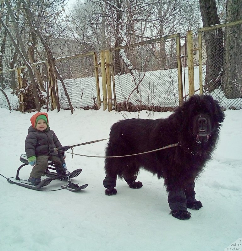 Фото: ньюфаундленд Сент Джонс Улла для Кара Аюлар (Sent Djons Ulla for Kara Ayular)