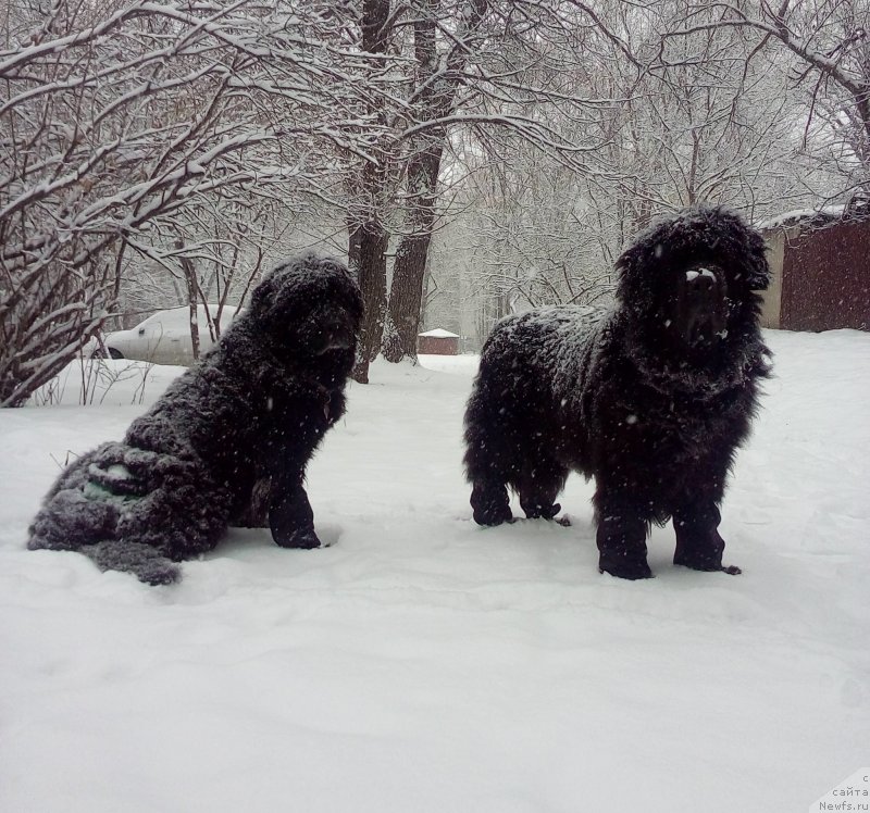 Фото: ньюфаундленд Женевьев Гарни Ледэн, ньюфаундленд Сент Джонс Улла для Кара Аюлар (Sent Djons Ulla for Kara Ayular)