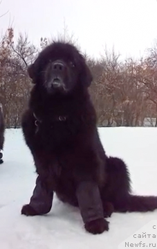 Фото: ньюфаундленд Женевьев Гарни Ледэн