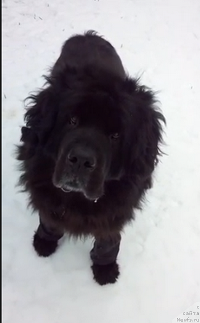 Фото: ньюфаундленд Сент Джонс Улла для Кара Аюлар (Sent Djons Ulla for Kara Ayular)