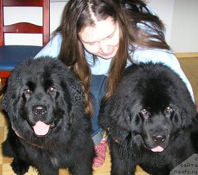 Фото: ньюфаундленд Black Marimon Bambi, ньюфаундленд Black Marimon Brambilla, Тииа Тониссон