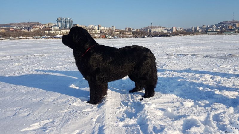 Фото: ньюфаундленд Талисман Моря Корвет (Talisman Morya Korvet)
