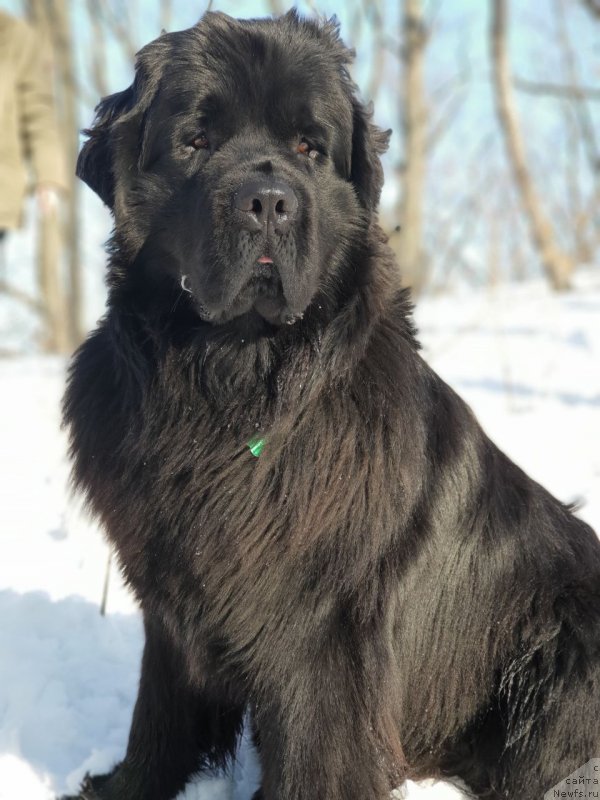 Фото: ньюфаундленд Талисман Моря Корвет (Talisman Morya Korvet)