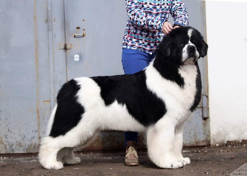 Фото: ньюфаундленд Флюфи Аваланч Сурпассинг Алл Експестатионс (Fluffy Avalanch Surpassing All Expektations)
