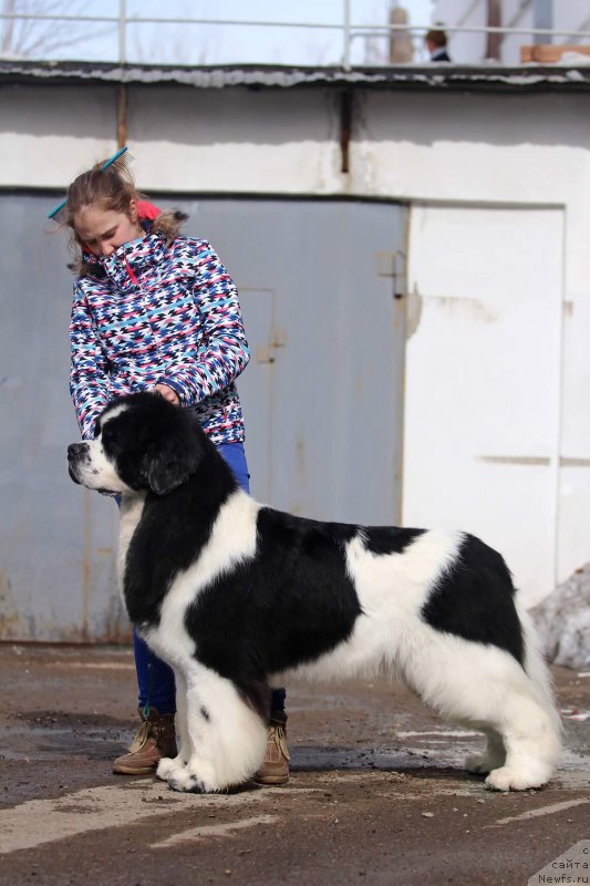 Фото: ньюфаундленд Флюфи Аваланч Сурпассинг Алл Експестатионс (Fluffy Avalanch Surpassing All Expektations)