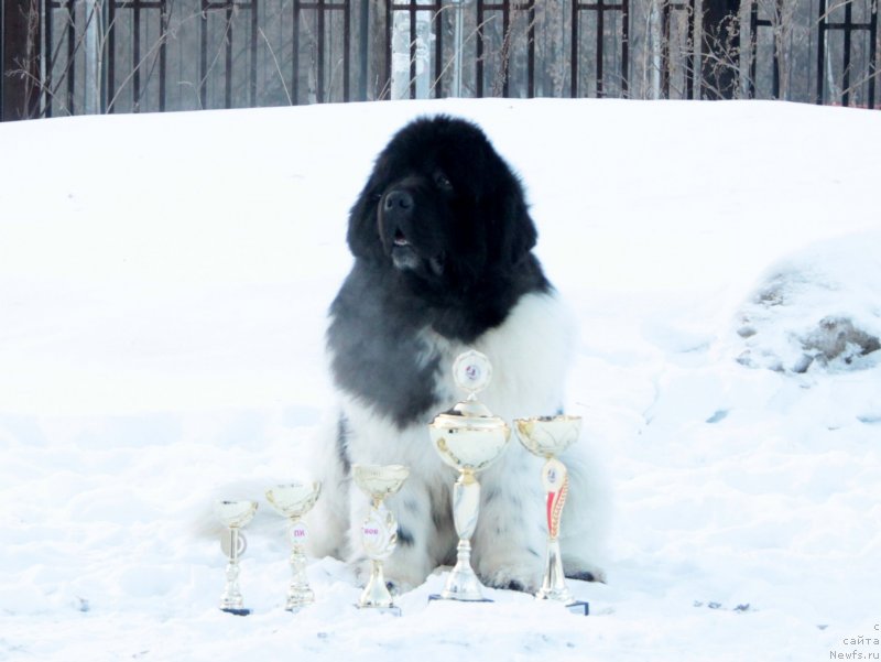 Фото: ньюфаундленд Oukaya Forever Le Grand Ami for-Akvian Song