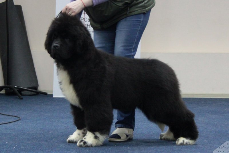 Фото: ньюфаундленд Аквиан Сонг Форбс