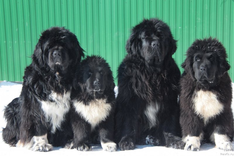 Фото: ньюфаундленд Икона Стиля, ньюфаундленд Аквиан Сонг Феличита (Akvian Song Felichita), ньюфаундленд Аквиан Сонг Лаватера (Akvian Song Lavatera), ньюфаундленд Аквиан Сонг Форбс