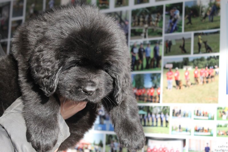 Фото: Щенок, ньюфаундленд Назар Вятский Медведь (Nazar Vyatskiy Medved), ньюфаундленд Николь Яркая Звезда (Nikol Yarkaya Zvezda)