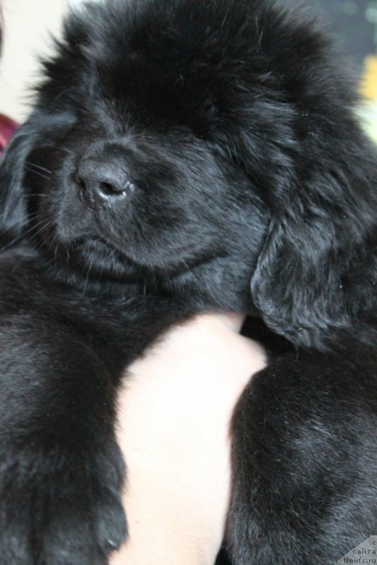 Фото: Щенок, ньюфаундленд Николь Яркая Звезда (Nikol Yarkaya Zvezda), ньюфаундленд Назар Вятский Медведь (Nazar Vyatskiy Medved)