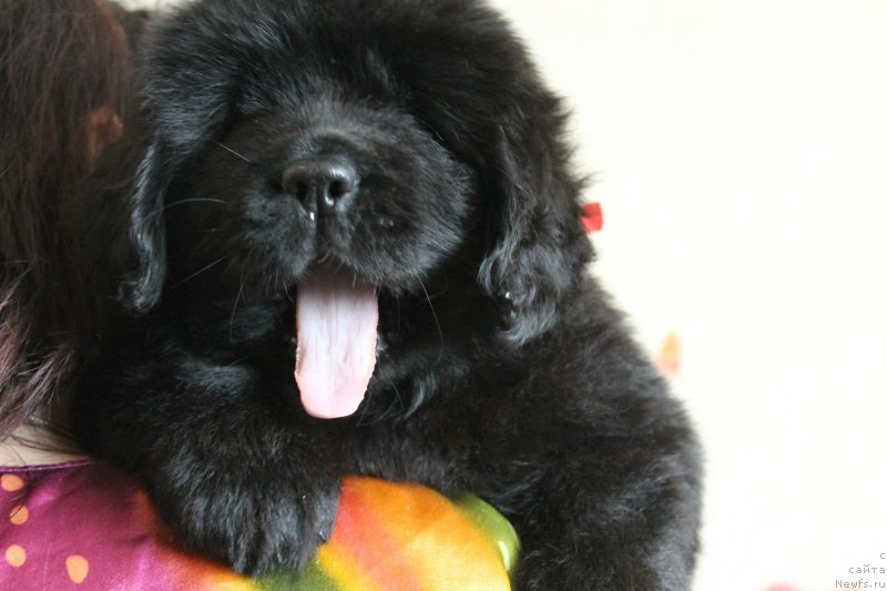 Фото: ньюфаундленд Николь Яркая Звезда (Nikol Yarkaya Zvezda), ньюфаундленд Назар Вятский Медведь (Nazar Vyatskiy Medved)