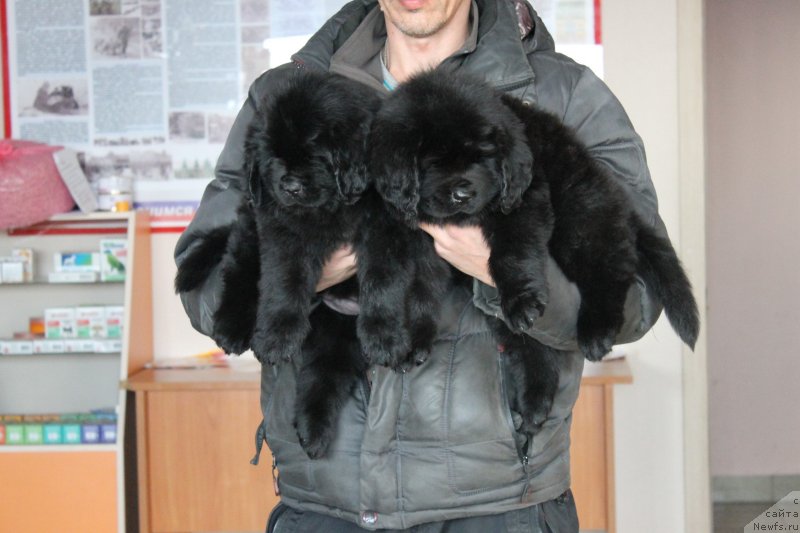 Фото: ньюфаундленд Николь Яркая Звезда (Nikol Yarkaya Zvezda), ньюфаундленд Назар Вятский Медведь (Nazar Vyatskiy Medved)