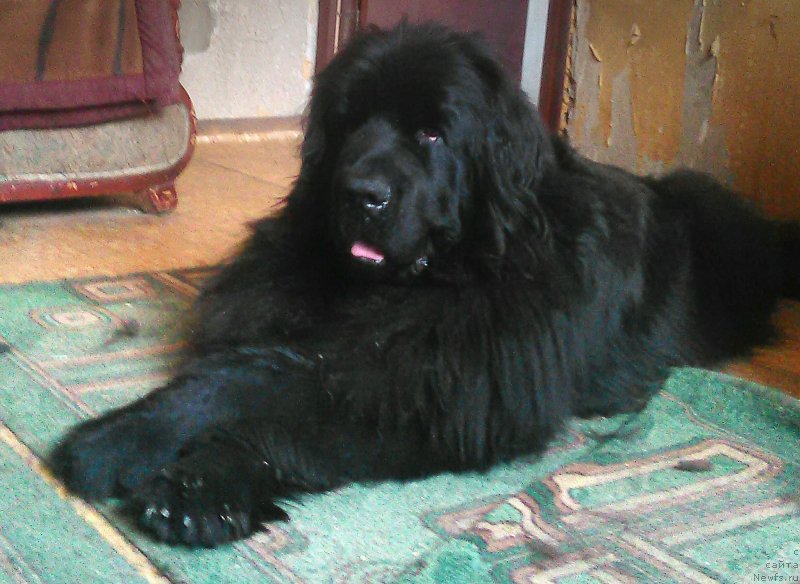 Фотография № 234498