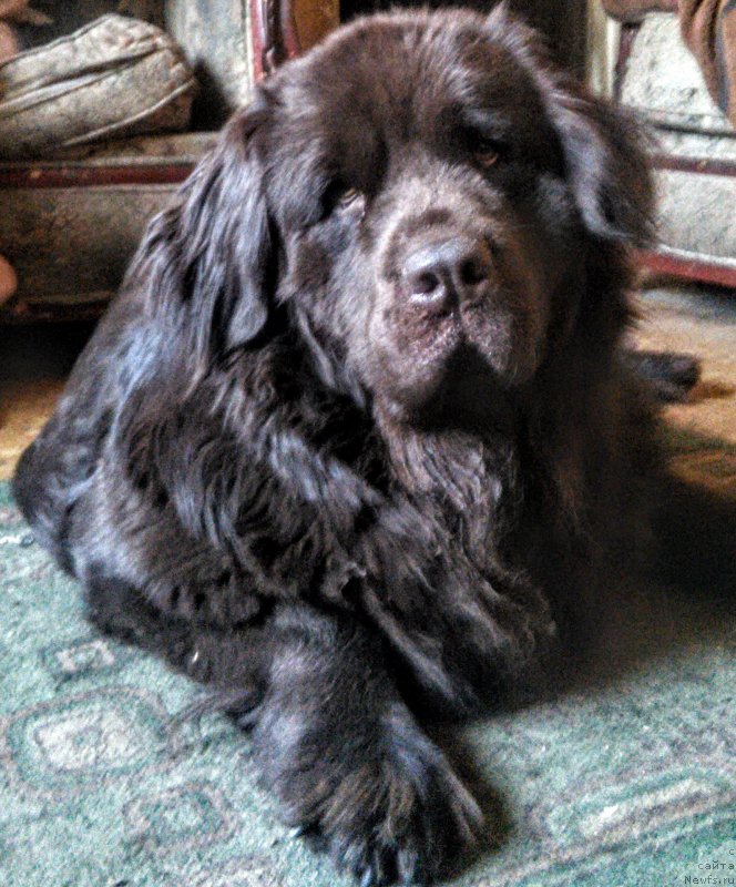 Фотография № 234501