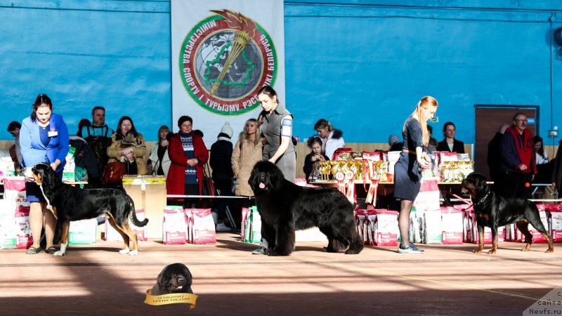 Фотография № 234508