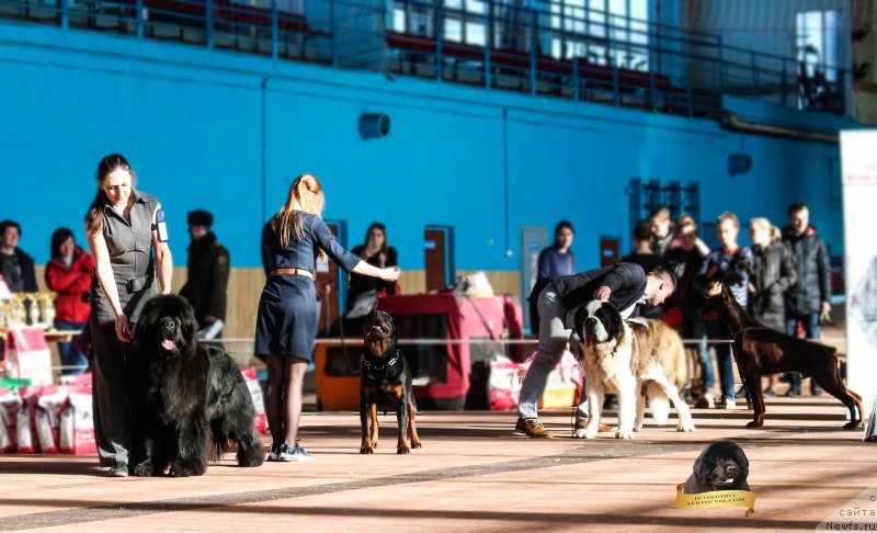 Фото: Виктор Хрищанович, Наталья Дубовская, ньюфаундленд Инстарсиз Майвэй из Волотова (Instarsis Myway iz Volotova)