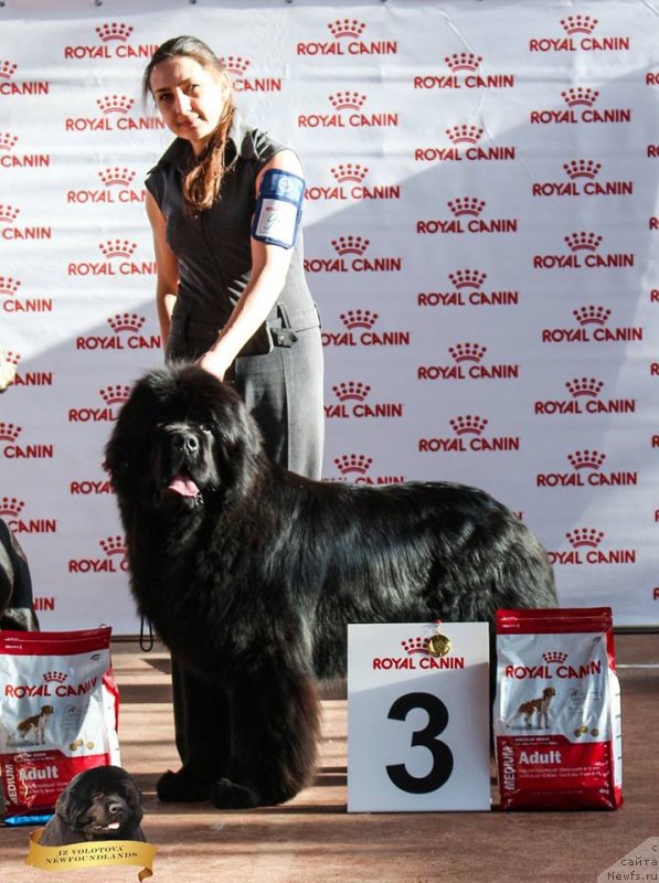 Фото: Виктор Хрищанович, Наталья Дубовская, ньюфаундленд Инстарсиз Майвэй из Волотова (Instarsis Myway iz Volotova)