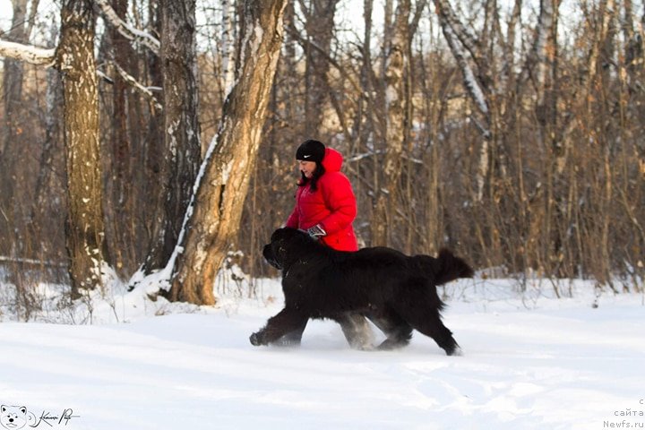 Фото: ньюфаундленд Королевич Елисей от Сибирского Медведя
