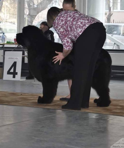 Фото: ньюфаундленд Королевич Елисей от Сибирского Медведя