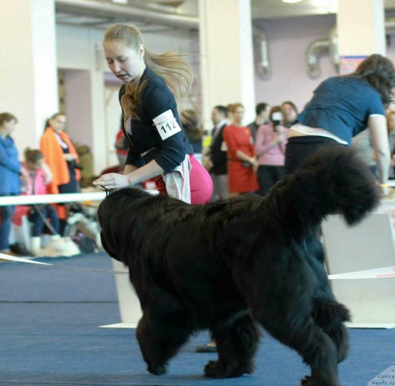 Фото: ньюфаундленд Королевич Елисей от Сибирского Медведя