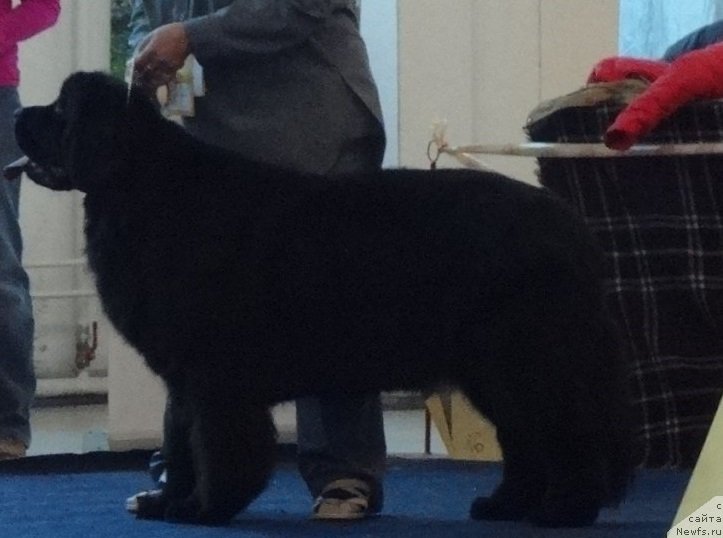 Фото: ньюфаундленд Ньюфорт Жорджия