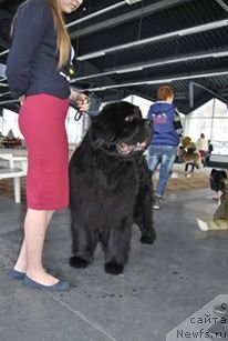 Фото: ньюфаундленд Королевич Елисей от Сибирского Медведя