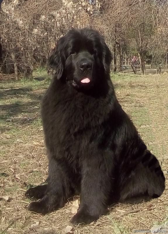 Фото: ньюфаундленд Ньюфорт Дивная Диана