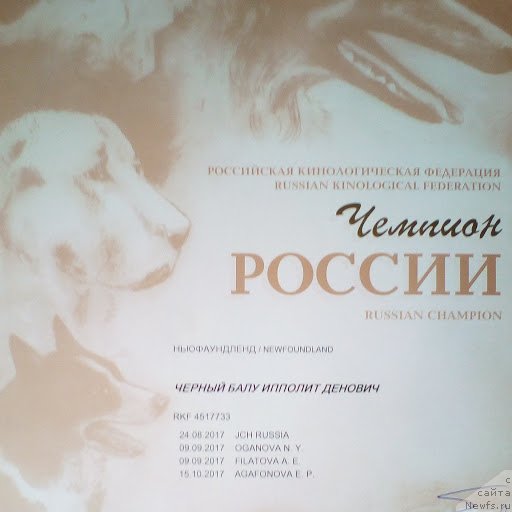 Фото: ньюфаундленд Черный Балу Ипполит Денович