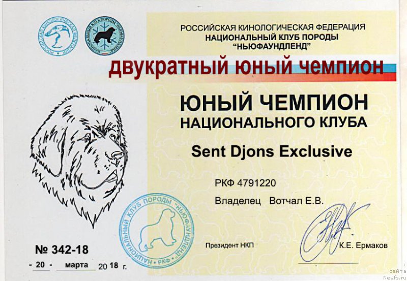 Фото: ньюфаундленд Сент Джонс Эксклюзив (Sent Djons Exclusive)