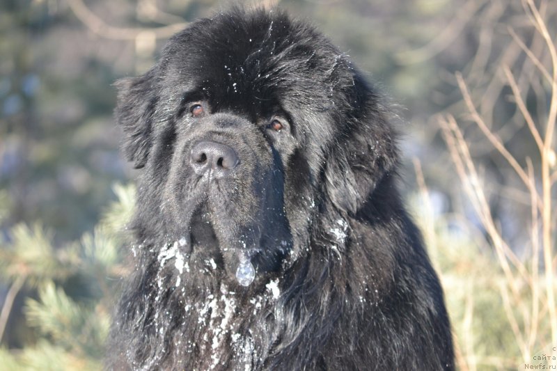 Фото: ньюфаундленд Сент Джонс Эксклюзив (Sent Djons Exclusive)