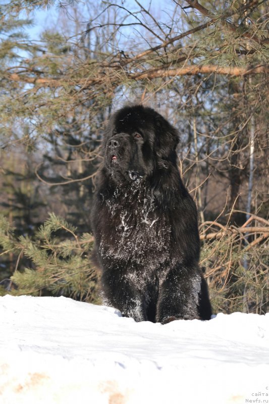 Фото: ньюфаундленд Сент Джонс Эксклюзив (Sent Djons Exclusive)