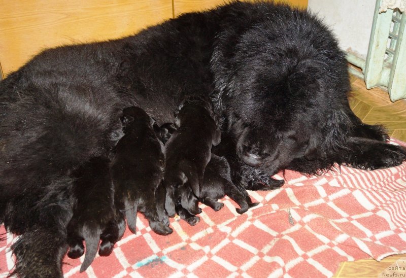 Фото: ньюфаундленд Дитя Назарета Блэк Бид