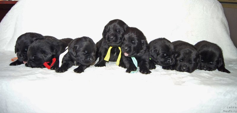 Фото: ньюфаундленд Супер Бизон Фиаметта, ньюфаундленд Супер Бизон Фабула, ньюфаундленд Супер Бизон Фифа, ньюфаундленд Супер Бизон Фрутелла, ньюфаундленд Супер Бизон Фишка, ньюфаундленд Супер Бизон Фиона, ньюфаундленд Супер Бизон Фламинго, ньюфаундленд Супер Бизон Флорида