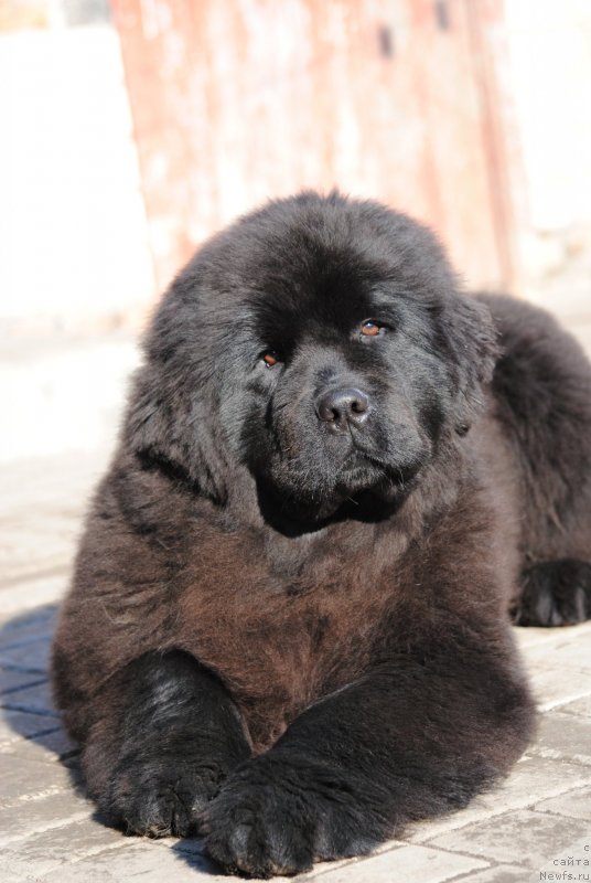 Фотография № 234581