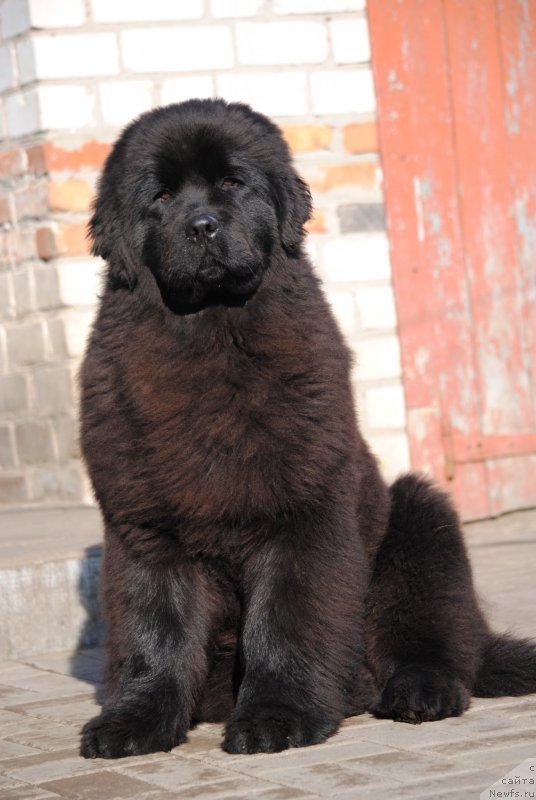 Фото: ньюфаундленд Моя Стихия Принц Наследный Ритм де Ноэль