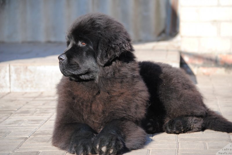 Фотография № 234585